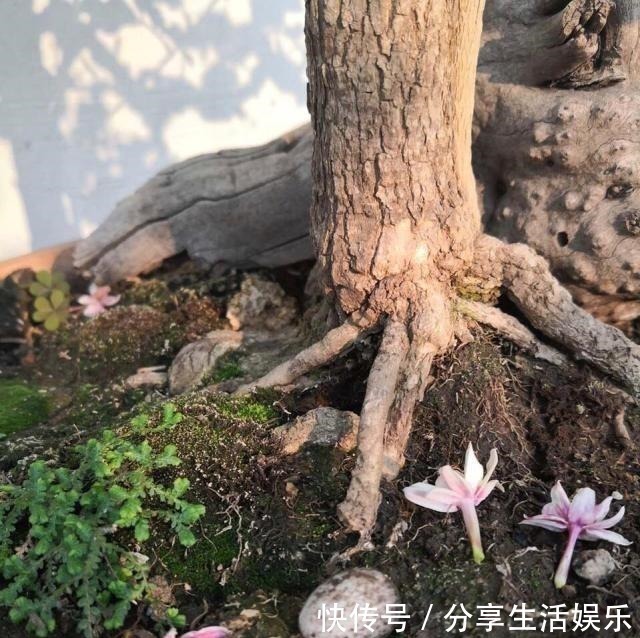 植株|养茉莉花、栀子花,做到“4个多”,2年长成“小树”,开花更多!