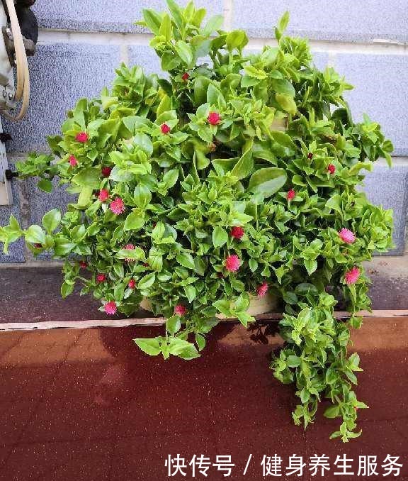 4种花太好养,沾土就能活,新手也能养爆盆!