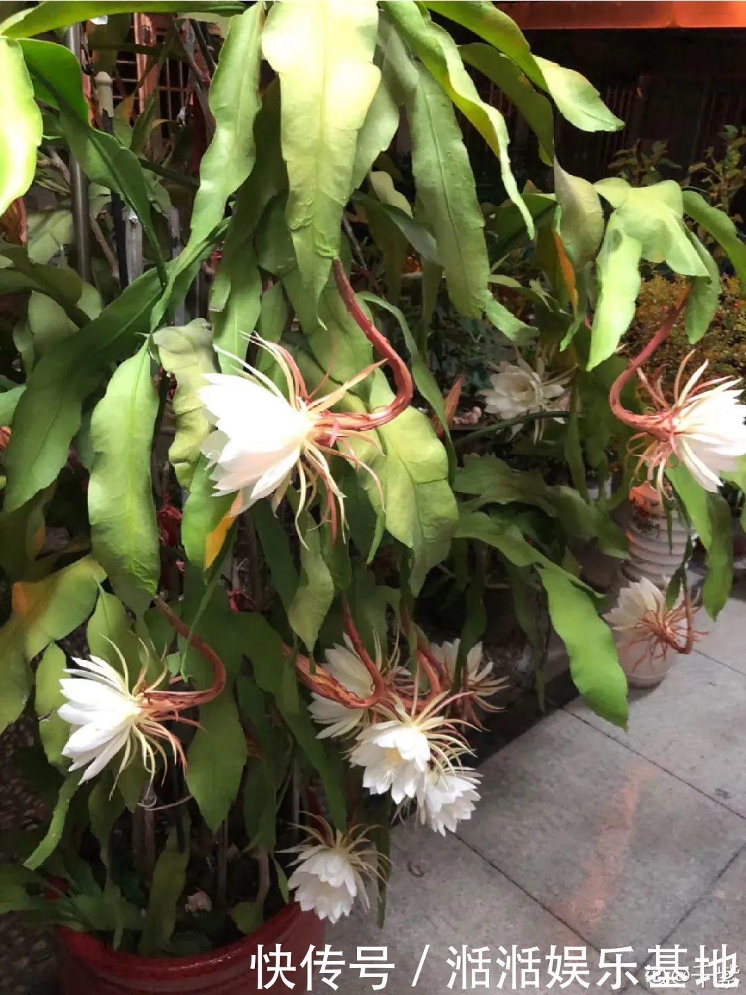 大爷家荷花种在花盆里,1次开花20朵,比巴掌还大!