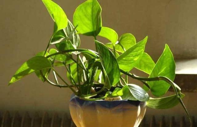 爱喝“油”的4种花，盆里每周来1勺，根壮叶绿，当花肥真好用！