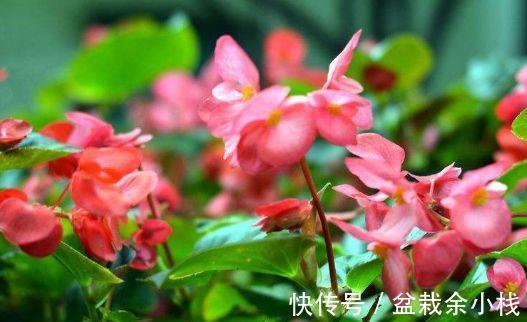 蝴蝶兰|从8月16日开始,家养此款花卉,个个花开爆满盆,花开美艳绝伦