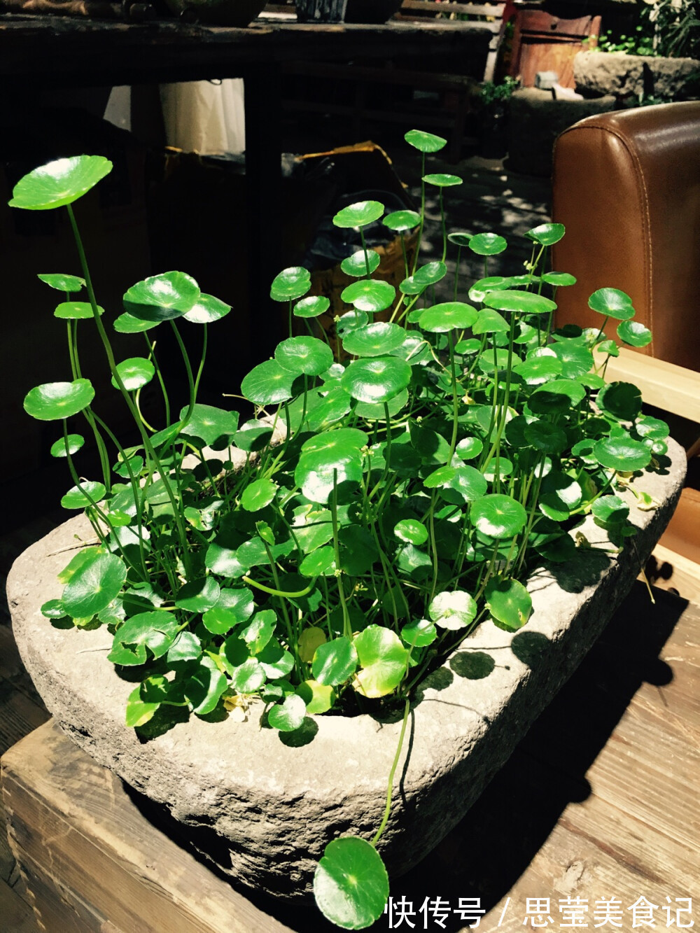 发财树|七种带“钱”的花,好看又好养,寓意吉祥,财源滚滚,建议养一盆