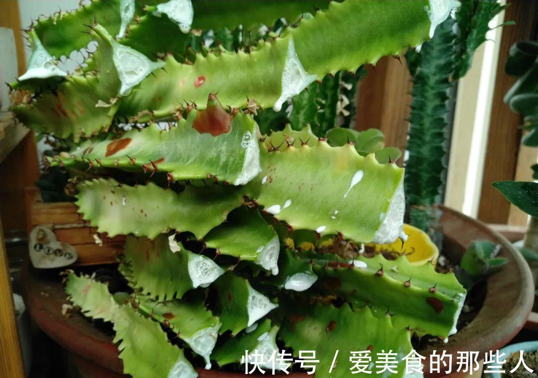 霸气的龙骨出状况,直接砍头扦插,还能促生成塔型,可谓一举多得