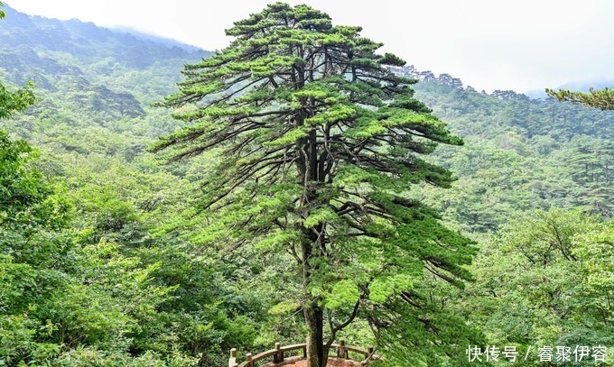 最佳日出观赏地，遇见难得的黄山云海，早起爬山也值得