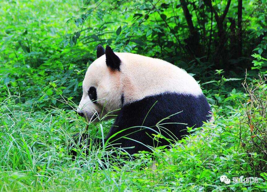 机场|10月25日保山机场邀您畅游全国 说走就走