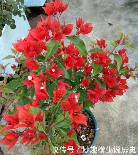 三角梅|45种三角梅品种,红、橙、黄、绿、白、紫,每一种都很好看!