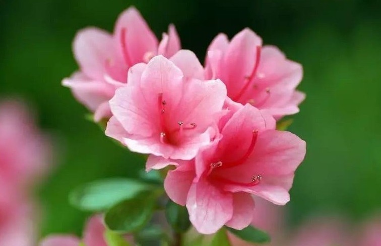 秋冬|杜鹃花总是开完花就落叶枯萎吗做好这4点，年年开爆盆