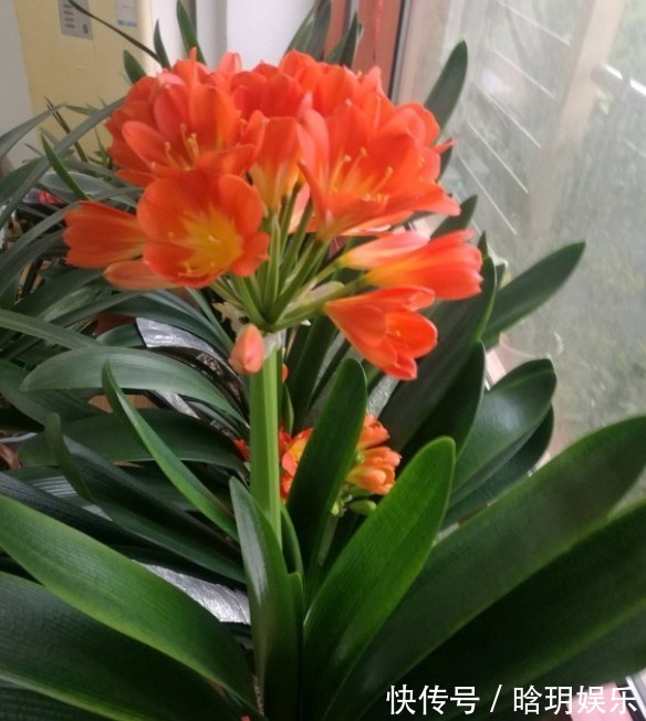 叶绿花|室内养君子兰有“4怕”,做好才能长得旺,叶绿花美人人爱