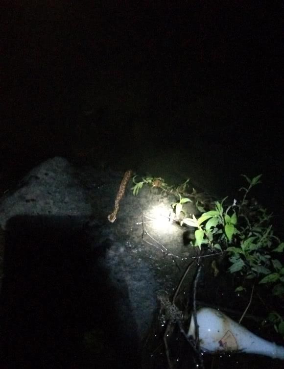 夜钓|打死一条来一条,男子夜钓连打五条大蛇,网友太残忍