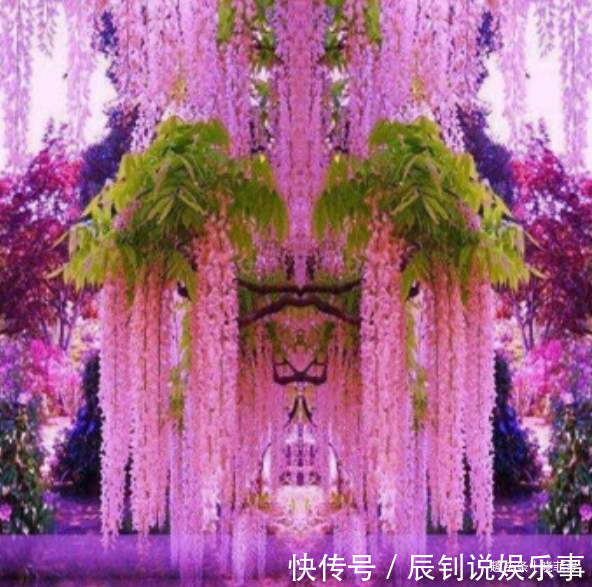 3种“爬墙”植物，种在院子里，就是天然“背景墙”，漂亮又好养