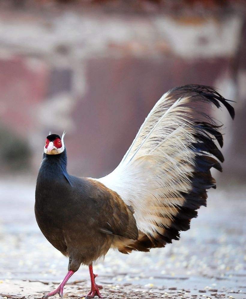 羽毛|为何秦朝将军俑头顶的冠上,要插两片羽毛,因羽毛背后藏着大秘密