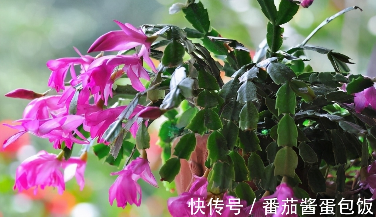 此花胜似“蟹爪兰”,花型美,花量大,一次可以嫁接多层