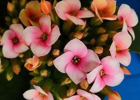 植物|冬天养长寿花要注意避免的“四怕”,不然很容易不开花