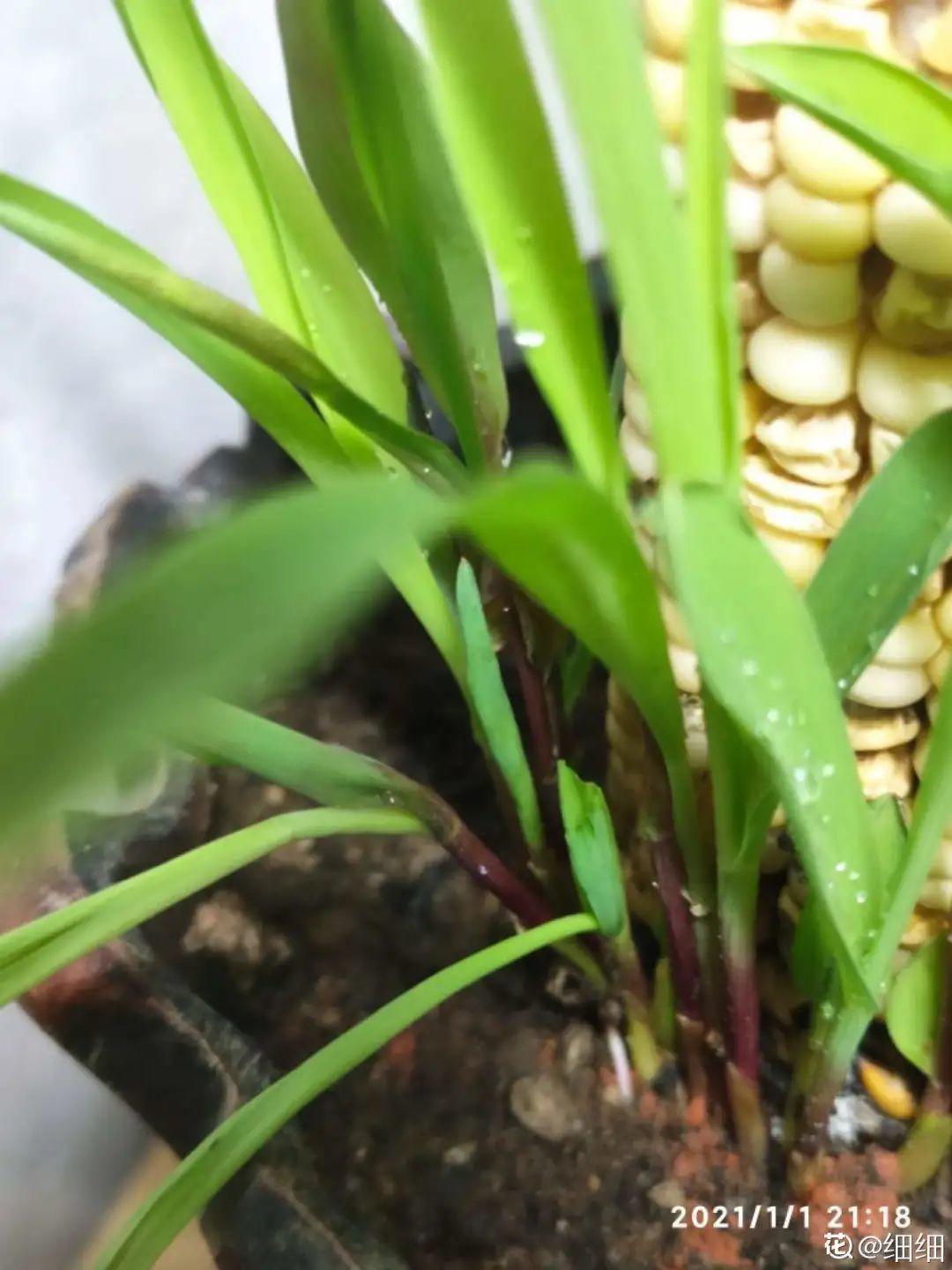 玉米棒子插盆里,7天冒出小森林,比绿萝吊兰好看