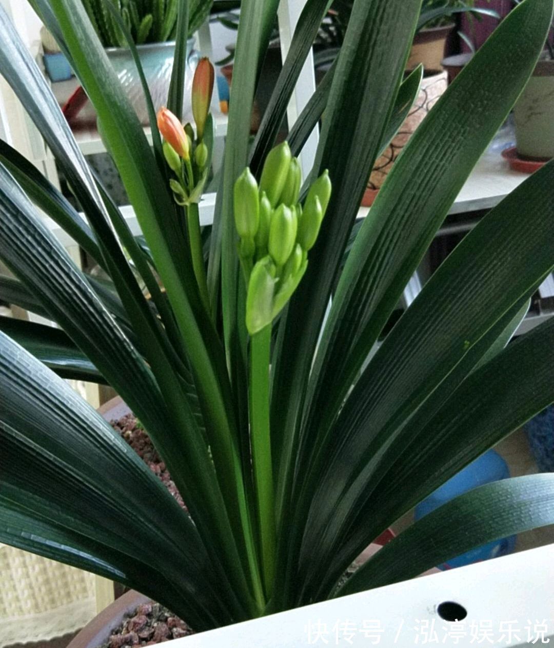 昼夜温差|谁说君子兰在夏季休眠不开花只需一招,照样开花爆盆红艳艳