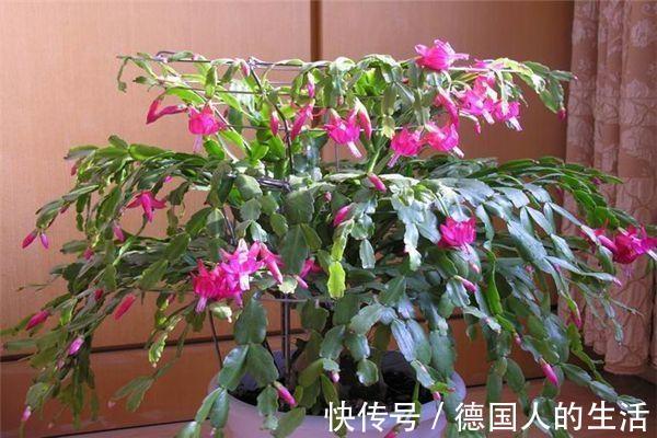 家里养上这五种花,“旺人”又旺财,开花300天,越养身体越好