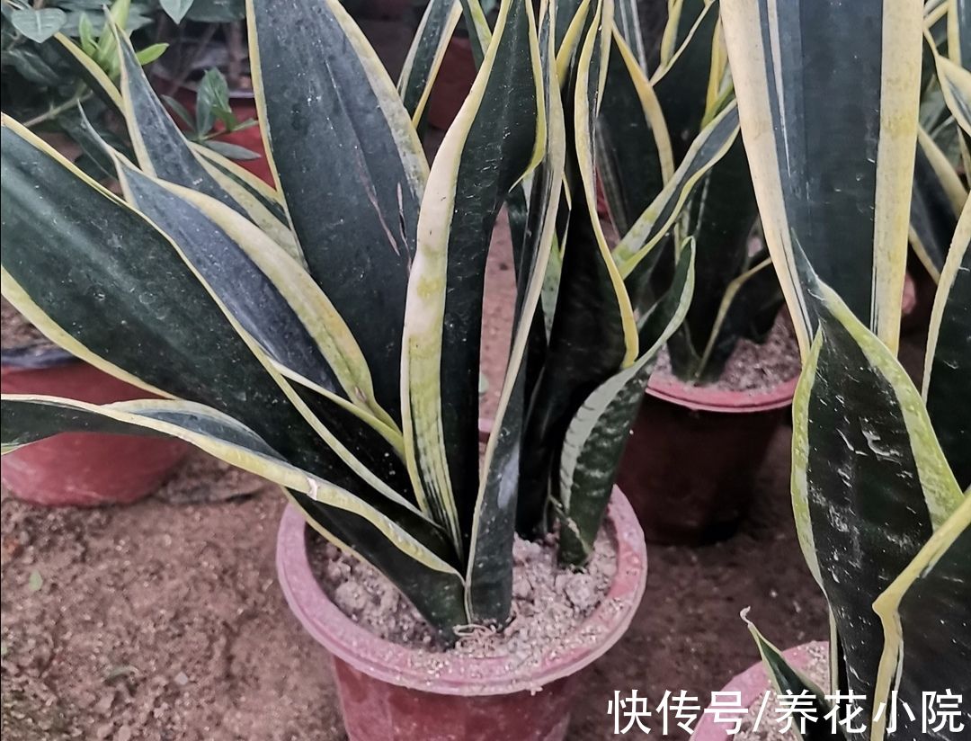 家庭养花，4种花土别乱用，否则啥花都养不好