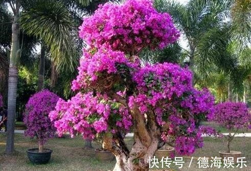 果皮|夏天过了一半,三角梅还是不开花,两种催花水,长出盆景树