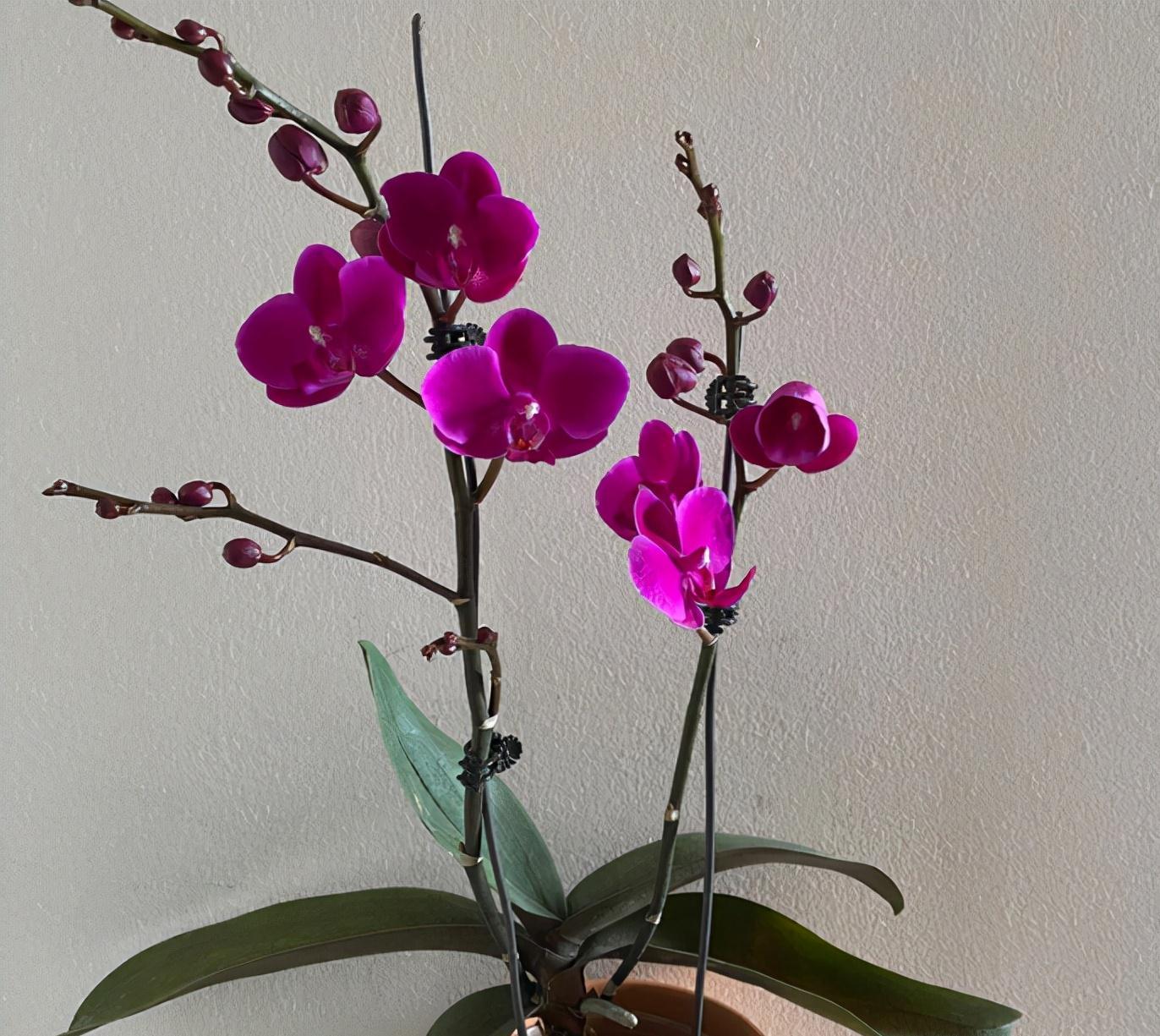 养蝴蝶兰,花谢后按这要求操作,开花就不是“一次性的”