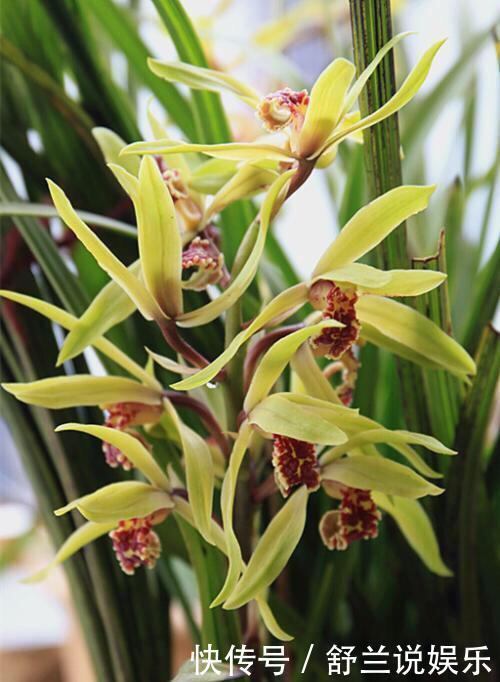 春兰惠兰建兰傻傻分不清楚看一点就明白，注意遮阴浇水，花特多
