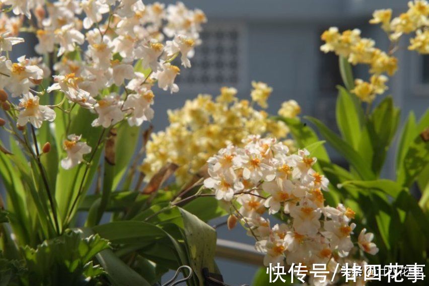 秋冬养盆“吉祥兰”，春节开花百朵！比国兰好度夏，新手也能养好