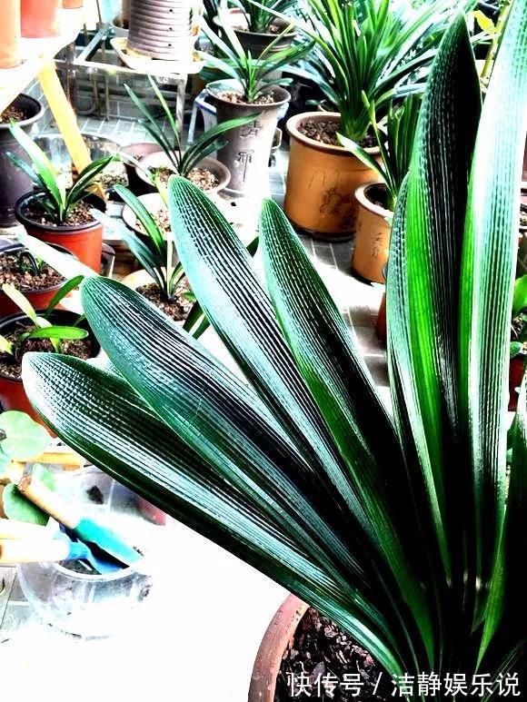 3种花“品味高”,放在家里有档次,格调高雅都说好看!