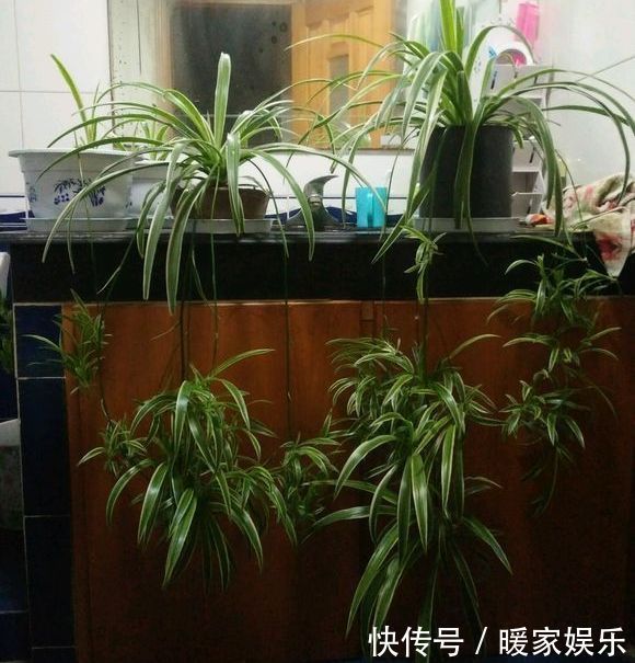 瀑布|夏季养吊兰,去掉5个误区,吊兰快速爆盆,垂吊成瀑布很简单