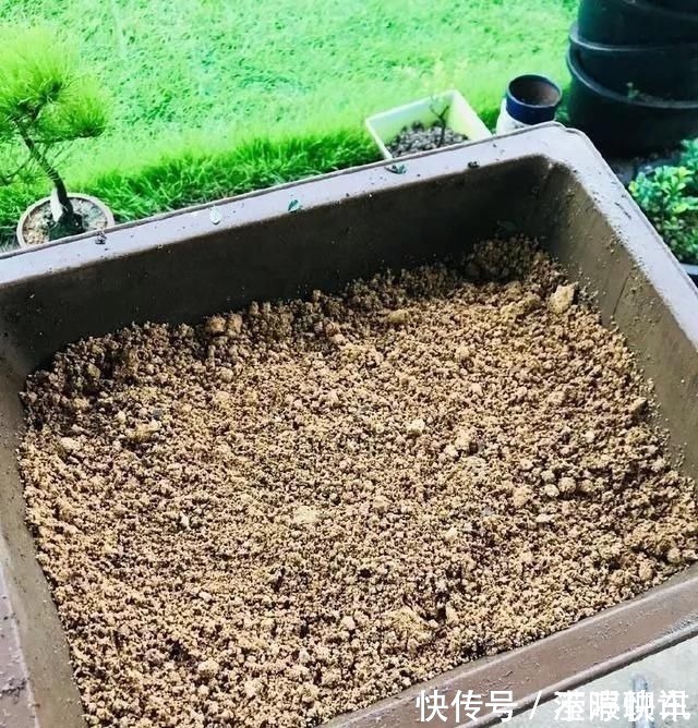 盆景|养盆景不能急于求成,遵循循序渐进的过程,这6点切忌不要触碰