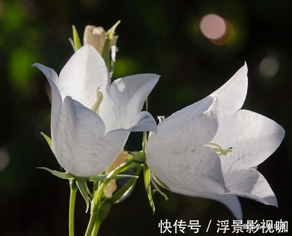 风铃草$此花花色明亮素雅,给人一种十分温暖的感觉,表达着温暖的爱意