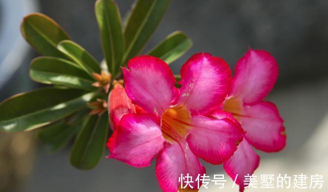 旱鸭子|5种“旱鸭子”花，容易被浇死，越不搭理长得越好，勤快人养不好
