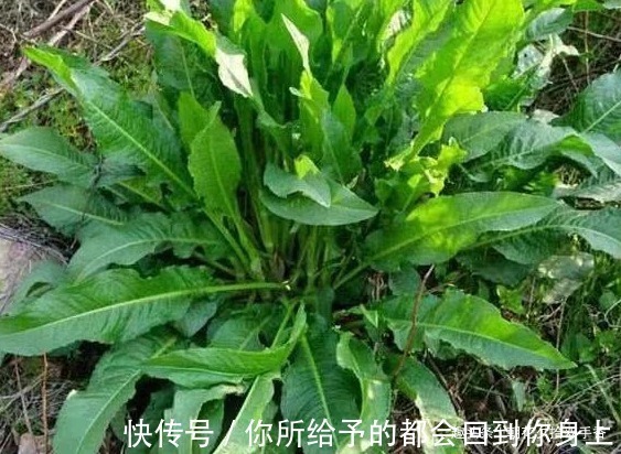 农村|农村参见的一种野菜，叶子长得像极了菠菜，殊不知味道独特价值高