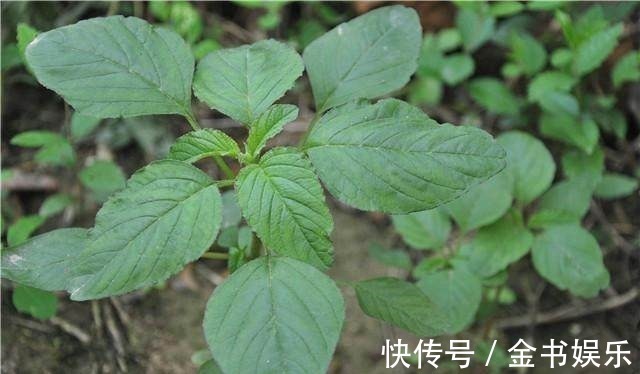 野苋菜根|农村这野菜遍地是,很多人就知道吃叶子,却不知道它的根才是一绝
