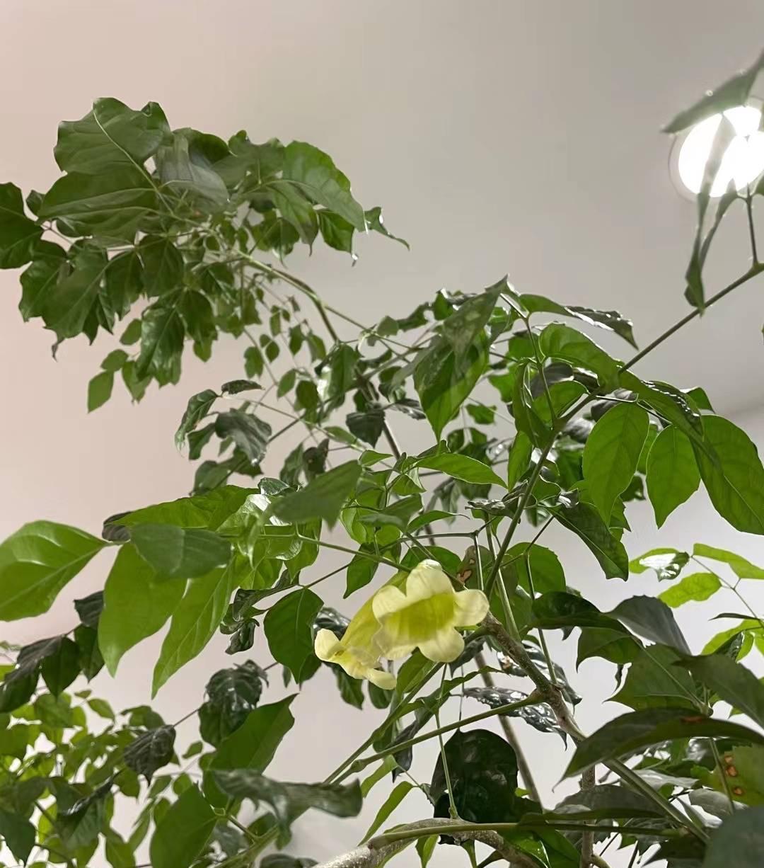 养好幸福树，关键有2点，叶子绿油油枝干壮实开花满枝