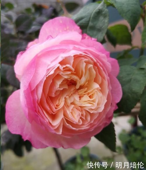 蓝妖|月季花发芽了却没叶子都怪土里这个物质太多