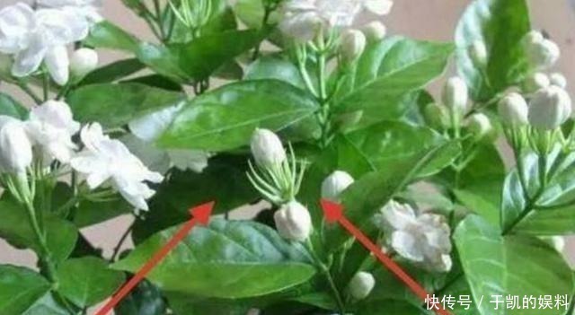 为什么有钱人家这几处都放植物?听完内行人的话,我也想回家放