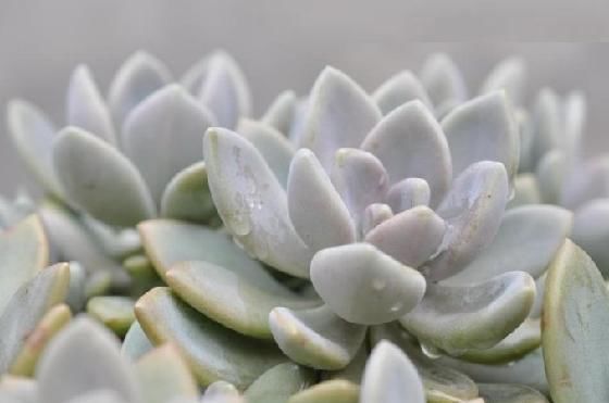 多肉植物品种 冬美人 快资讯