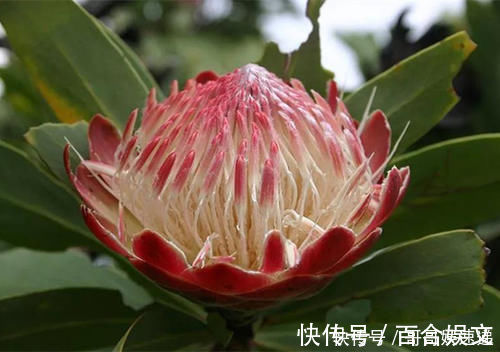 自然界|富丽堂皇的帝王花，这才是自然界的花中之王