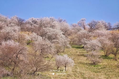 再过几天，新疆的这里将成为杏花的海洋，漫山遍野的盛景