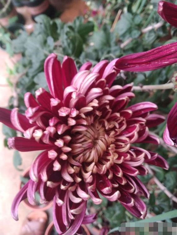 喜欢菊花，不如养盆“菊中精品”墨荷，花开野性美，靓丽秀美