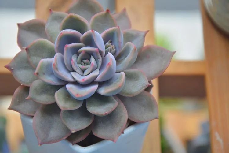 面朝大海的多肉们,在四季变迁中生生不息!