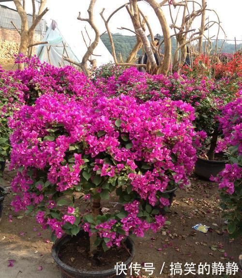 浇水|冬天养三角梅,避免3个错误,安全过冬,憋出新芽,养成繁花老桩