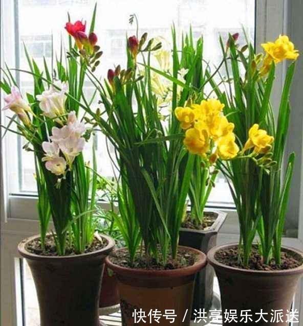 花朵|1种花“了不起”,秋天上盆,冬天花朵“爆盆”,比香水好闻10倍
