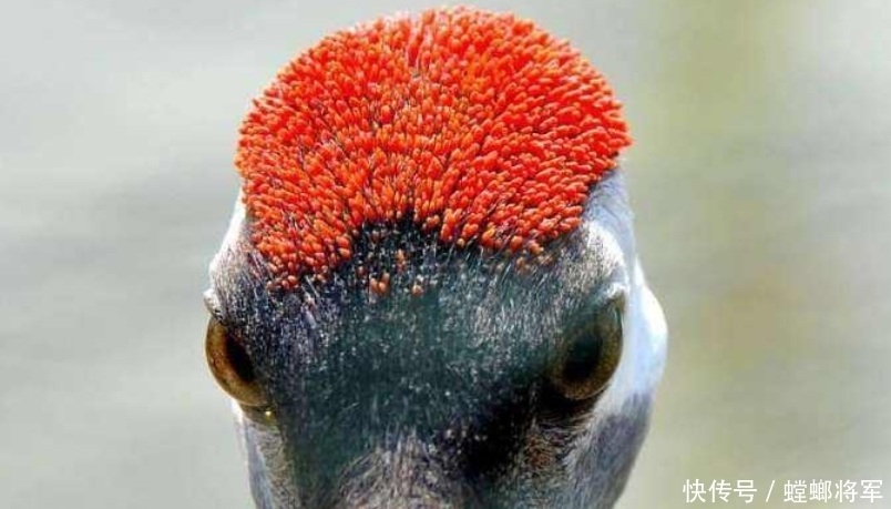 制作|武侠小说中的“鹤顶红”, 和砒霜比起来谁更毒? 是用何物制作的?