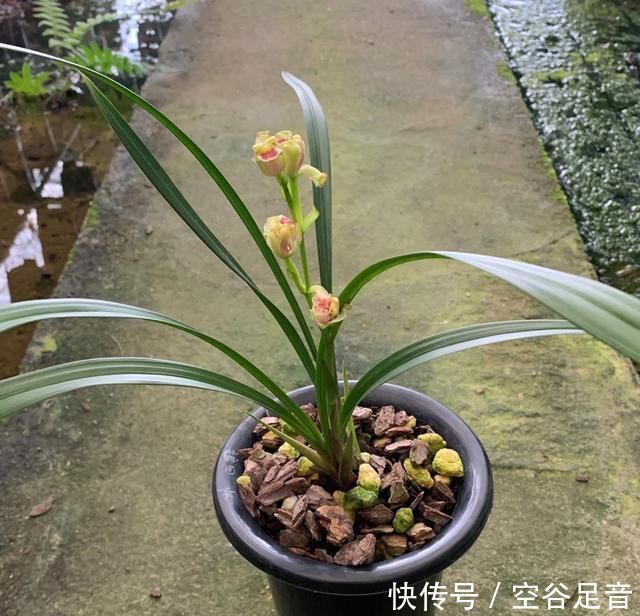 烂根|养兰花,盆底垫上5种材料,根系长得好,不烂根不黄叶