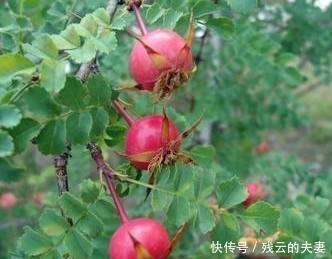 修养|真正修养高的人,都有这4个特质,有一个,都值得尊重