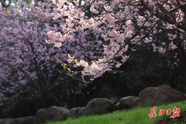 万紫千红珞珈山｜图集