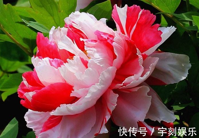 它是“花中之王”,国色花香,花美震慑四方,比月季、玫瑰都强