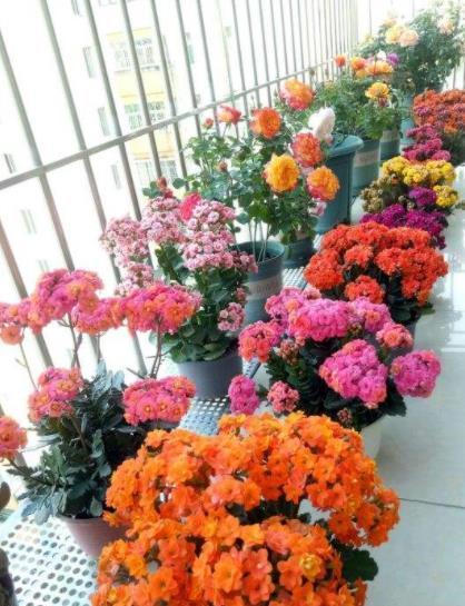 养分|想要长寿花花开不断?4个要点要谨记,不然花苞掉落还黄叶