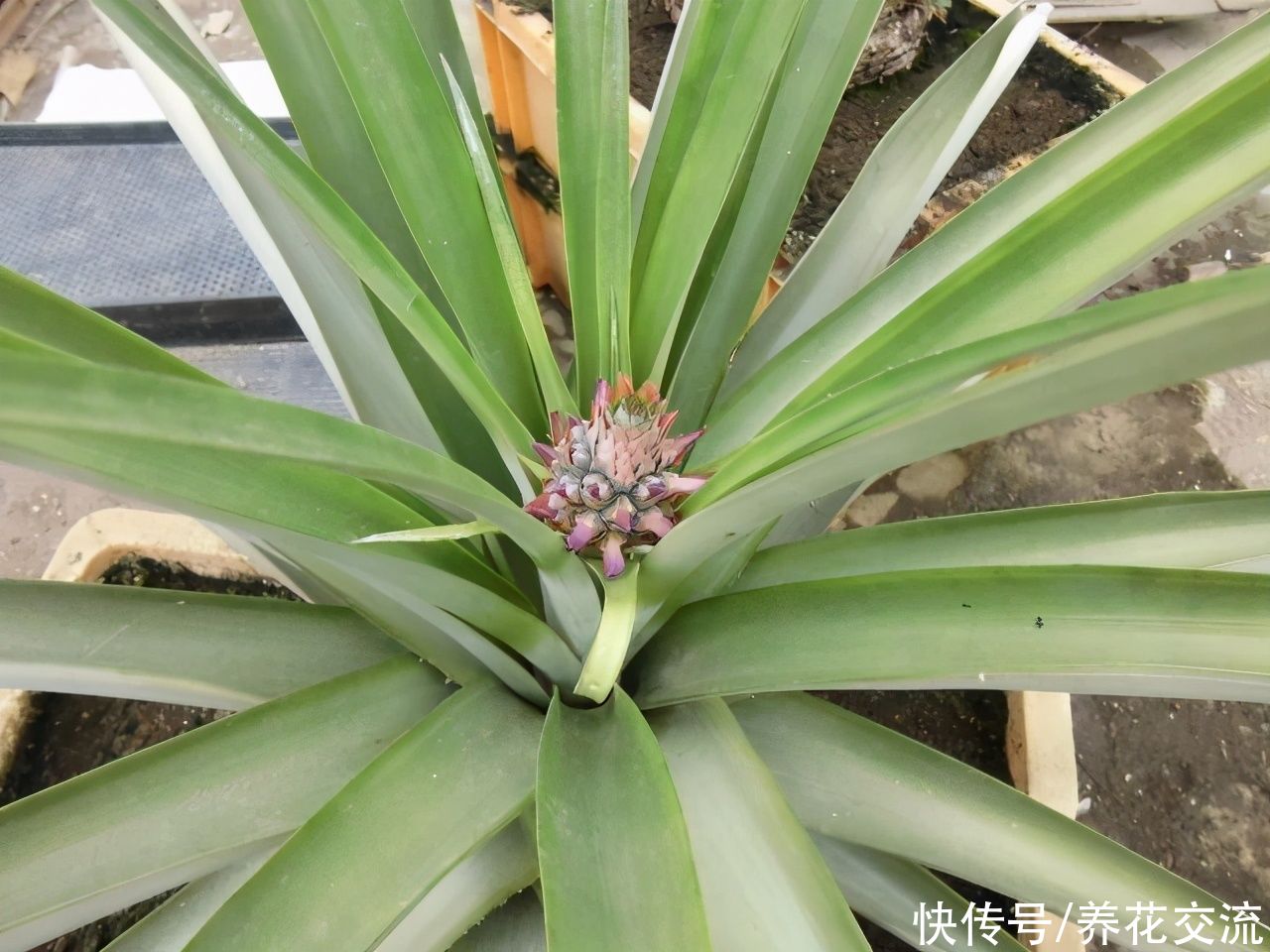 吃剩下的菠萝头别丢，水培生根后转土培，2年后可开花结果