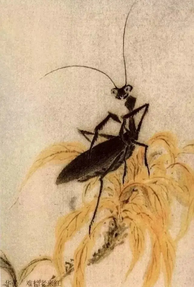 蝈蝈$国画技法图典——草虫篇:蝗虫 蚂蚱 蝈蝈 螽斯 螳螂 蟋蟀